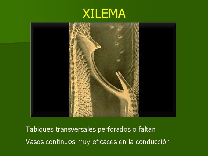XILEMA Tabiques transversales perforados o faltan Vasos continuos muy eficaces en la conducción XILEMA Tabiques transversales perforados o faltan Vasos continuos muy eficaces en la conducción