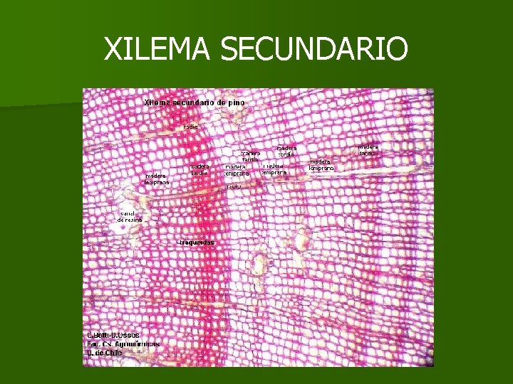 XILEMA SECUNDARIO XILEMA SECUNDARIO