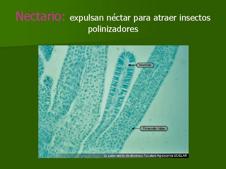 Nectario: expulsan néctar para atraer insectos polinizadores Nectario: expulsan néctar para atraer insectos polinizadores