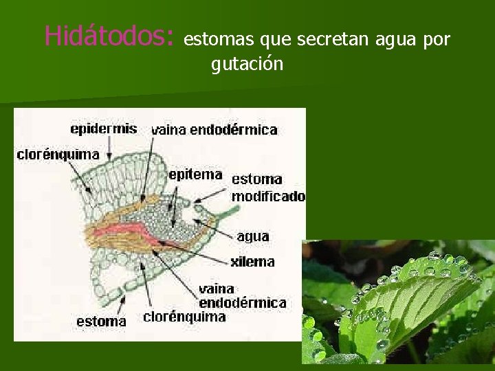 Hidátodos: estomas que secretan agua por gutación Hidátodos: estomas que secretan agua por gutación
