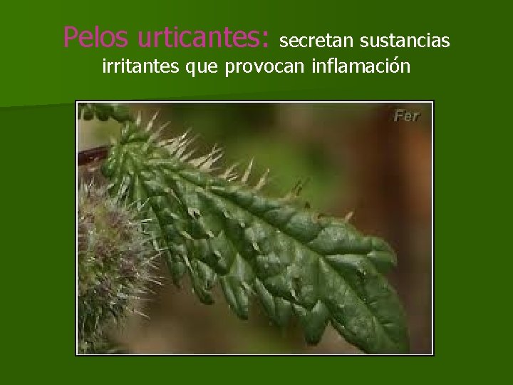 Pelos urticantes: secretan sustancias irritantes que provocan inflamación Pelos urticantes: secretan sustancias irritantes que provocan inflamación