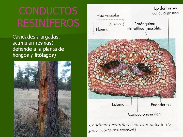 CONDUCTOS RESINÍFEROS Cavidades alargadas, acumulan resinas( defiende a la planta de hongos y fitófagos) CONDUCTOS RESINÍFEROS Cavidades alargadas, acumulan resinas( defiende a la planta de hongos y fitófagos)