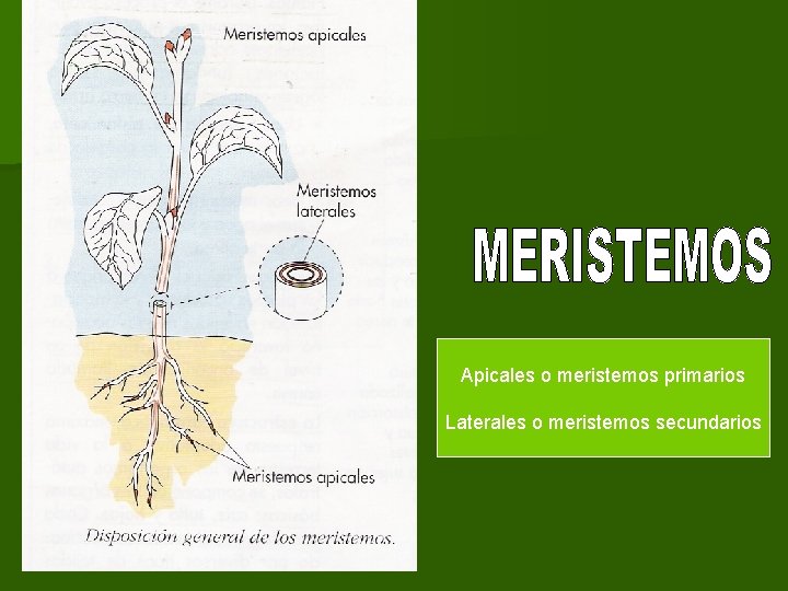 Apicales o meristemos primarios Laterales o meristemos secundarios Apicales o meristemos primarios Laterales o meristemos secundarios