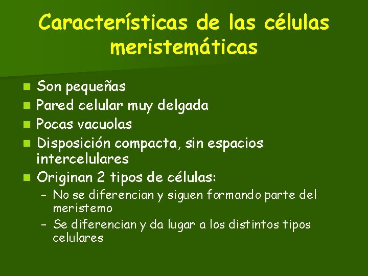 Características de las células meristemáticas n n n Son pequeñas Pared celular muy delgada Características de las células meristemáticas n n n Son pequeñas Pared celular muy delgada