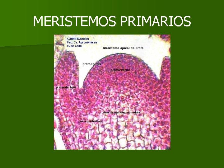 MERISTEMOS PRIMARIOS MERISTEMOS PRIMARIOS