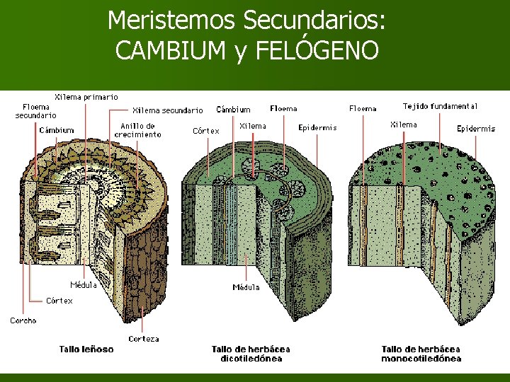 Meristemos Secundarios: CAMBIUM y FELÓGENO Meristemos Secundarios: CAMBIUM y FELÓGENO