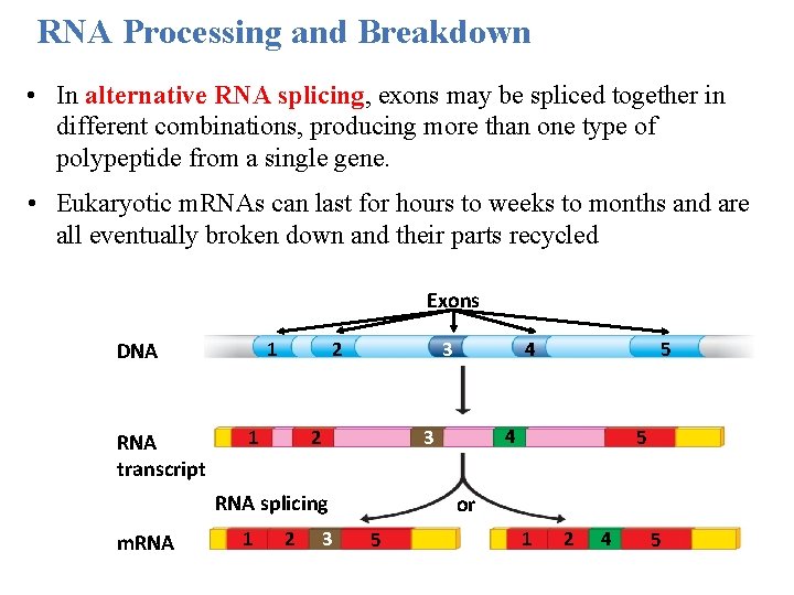 RNA Processing and Breakdown • In alternative RNA splicing, exons may be spliced together