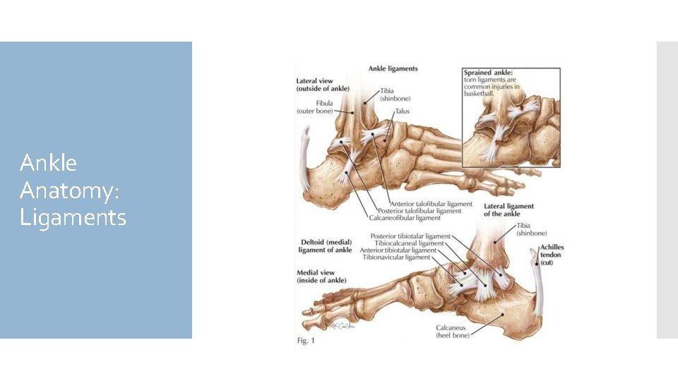 Ankle Anatomy: Ligaments 