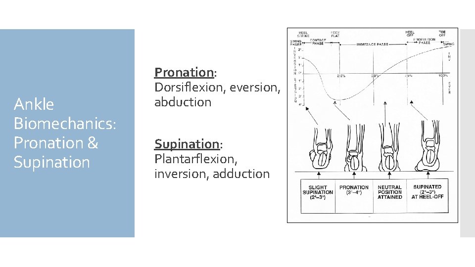 Ankle Biomechanics: Pronation & Supination Pronation: Dorsiflexion, eversion, abduction Supination: Plantarflexion, inversion, adduction 