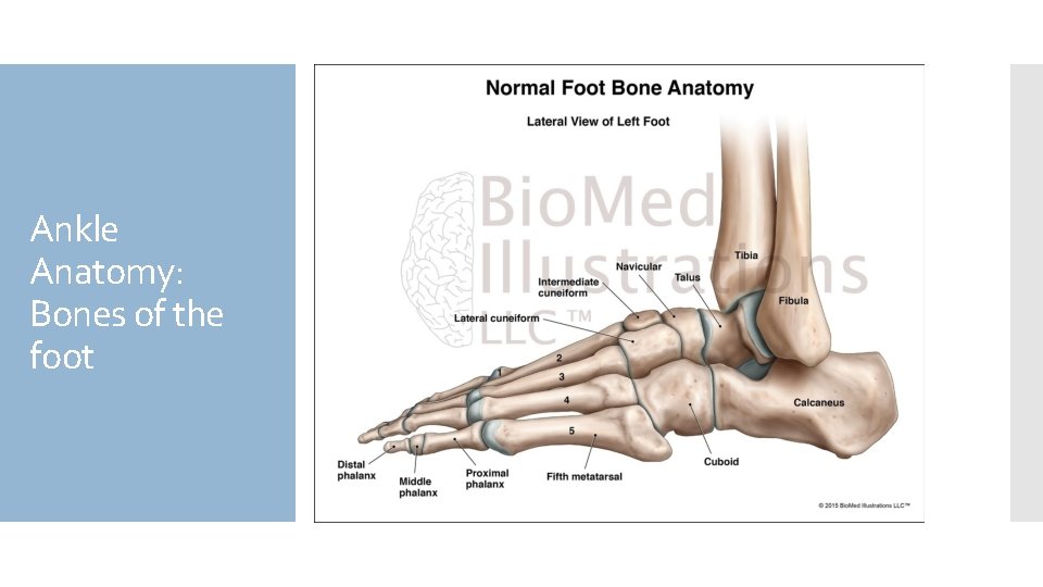 Ankle Anatomy: Bones of the foot 