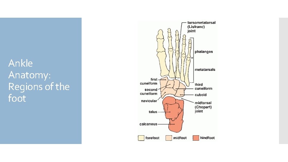 Ankle Anatomy: Regions of the foot 