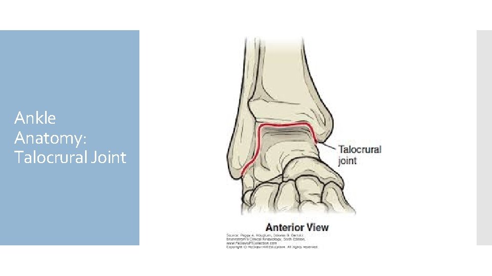 Ankle Anatomy: Talocrural Joint 