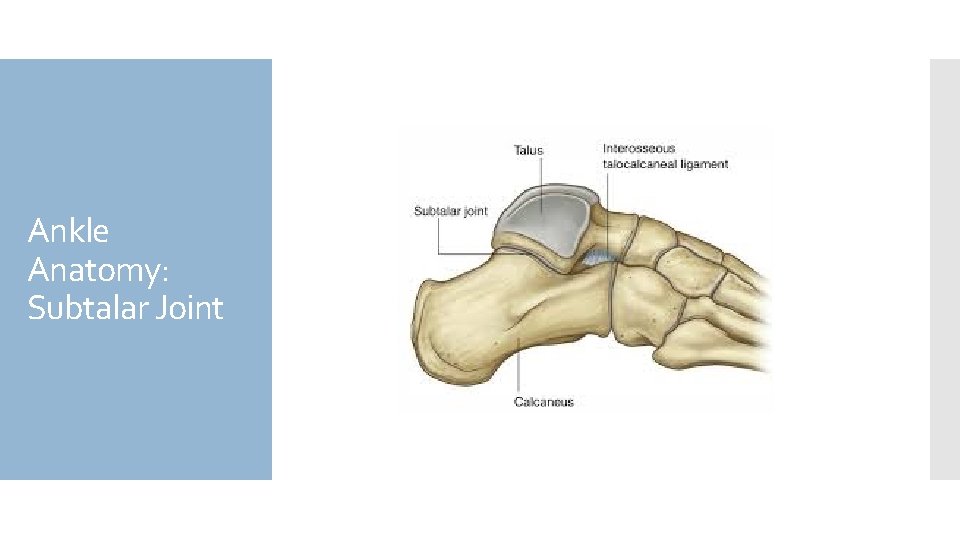 Ankle Anatomy: Subtalar Joint 