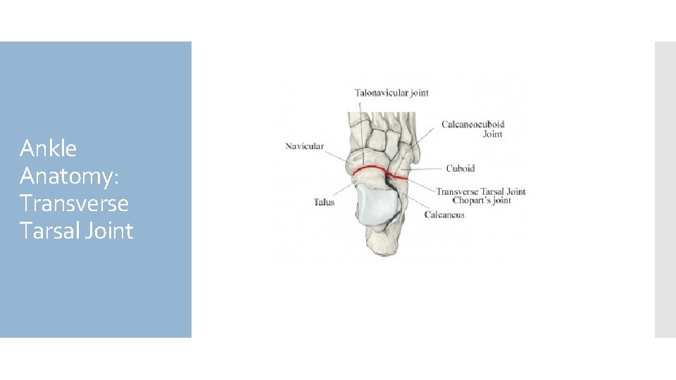 Ankle Anatomy: Transverse Tarsal Joint 