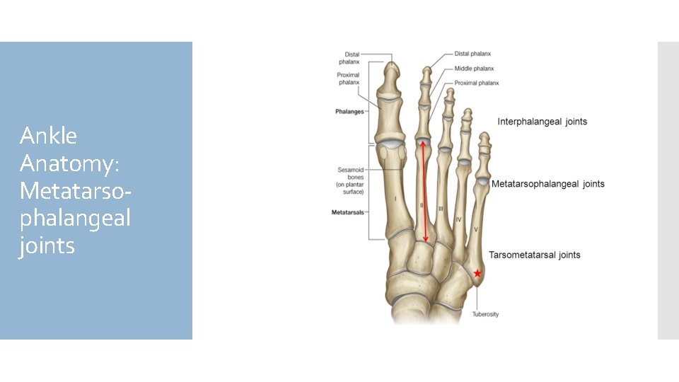 Ankle Anatomy: Metatarsophalangeal joints 