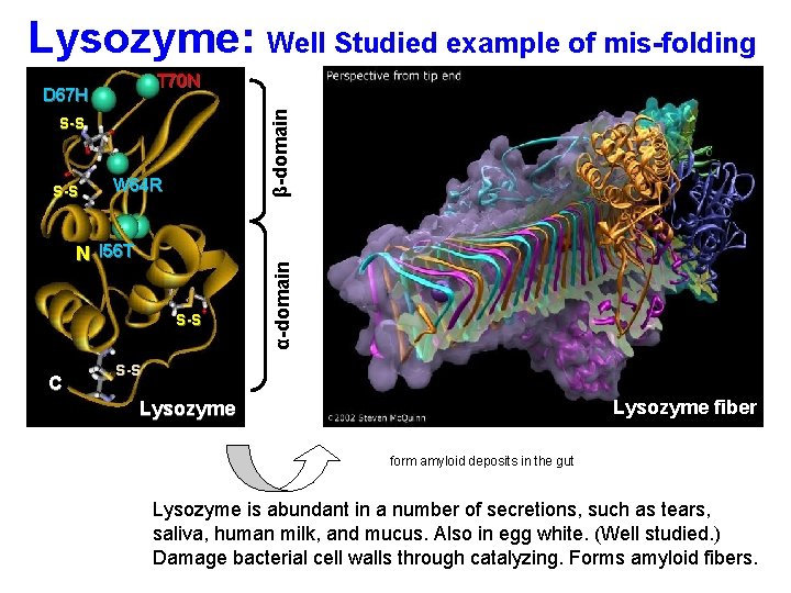 Lysozyme: Well Studied example of mis-folding S-S W 64 R N I 56 T