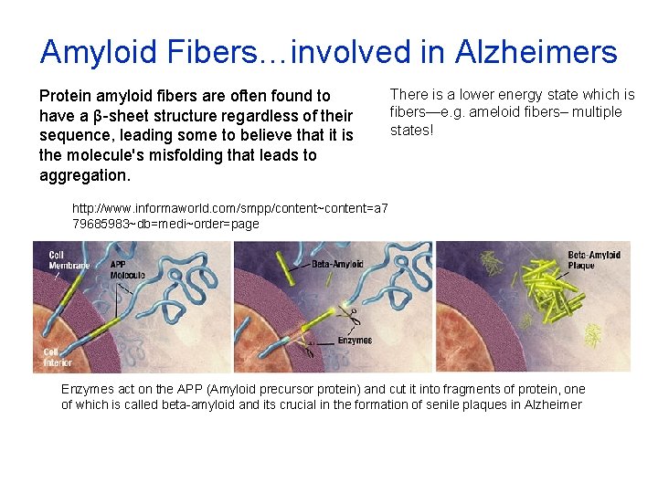 Amyloid Fibers…involved in Alzheimers Protein amyloid fibers are often found to have a β-sheet