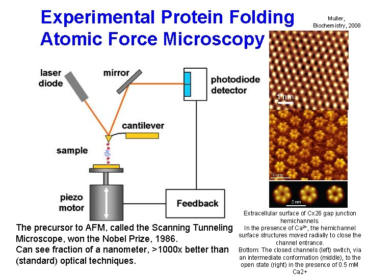 Experimental Protein Folding Atomic Force Microscopy The precursor to AFM, called the Scanning Tunneling