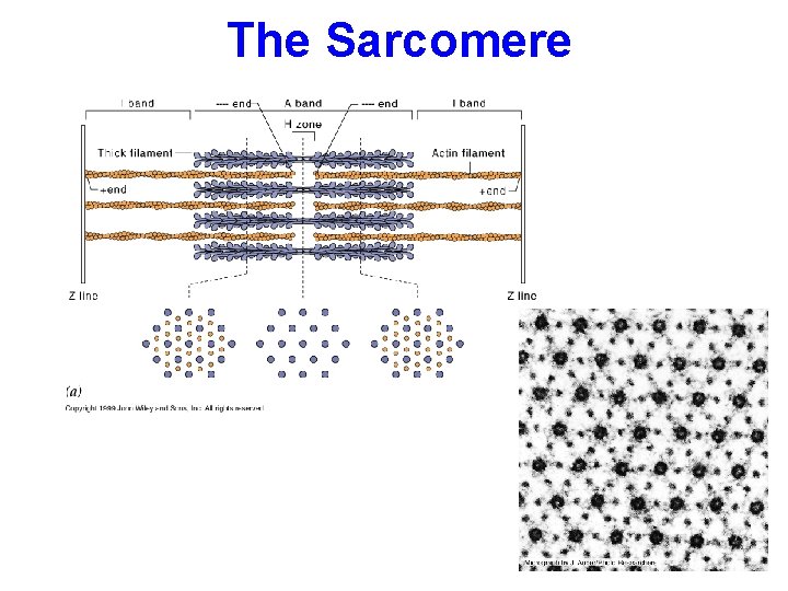 The Sarcomere 