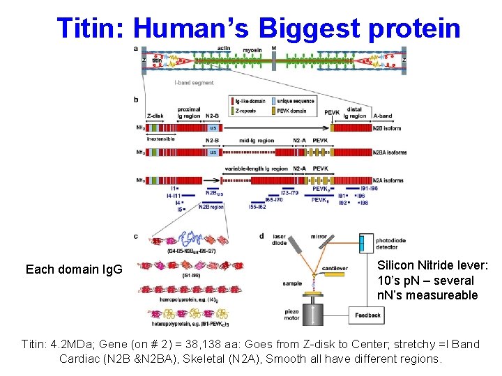 Titin: Human’s Biggest protein Each domain Ig. G Silicon Nitride lever: 10’s p. N