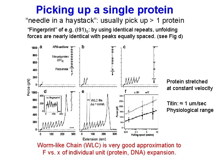 Picking up a single protein “needle in a haystack”: usually pick up > 1