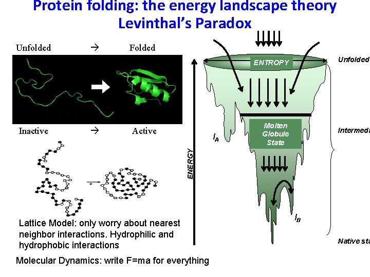 Protein folding: the energy landscape theory Levinthal’s Paradox Unfolded Folded Unfolded ENTROPY Active IA