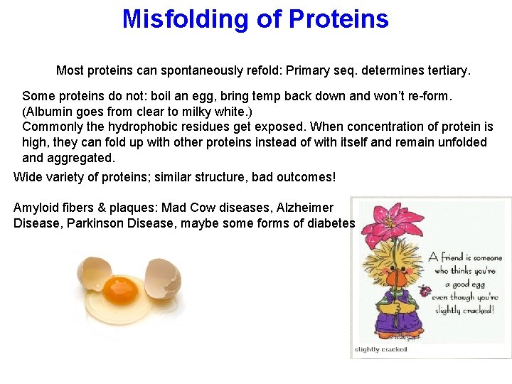 Misfolding of Proteins Most proteins can spontaneously refold: Primary seq. determines tertiary. Some proteins