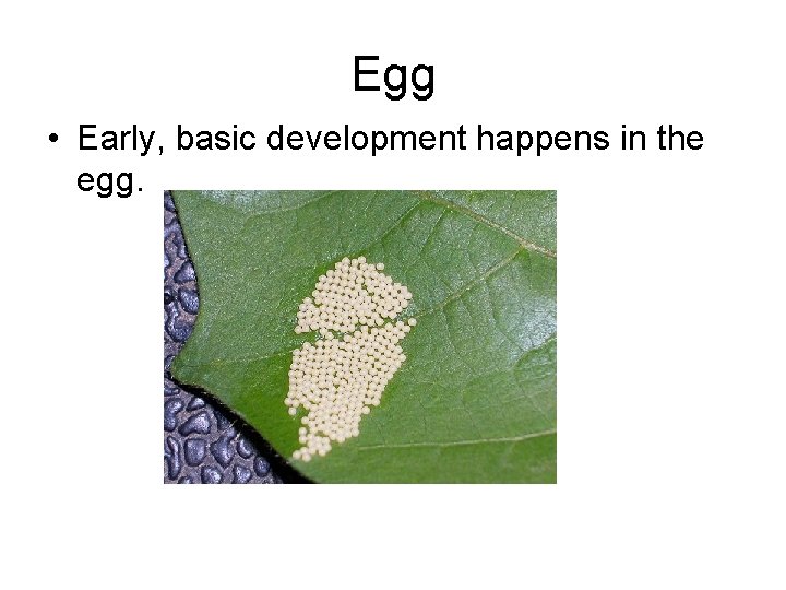 Egg • Early, basic development happens in the egg. 