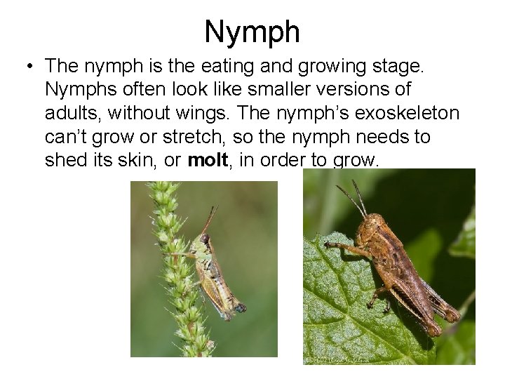 Nymph • The nymph is the eating and growing stage. Nymphs often look like