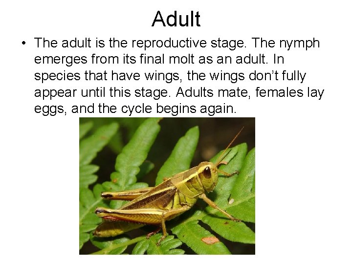 Adult • The adult is the reproductive stage. The nymph emerges from its final Adult • The adult is the reproductive stage. The nymph emerges from its final