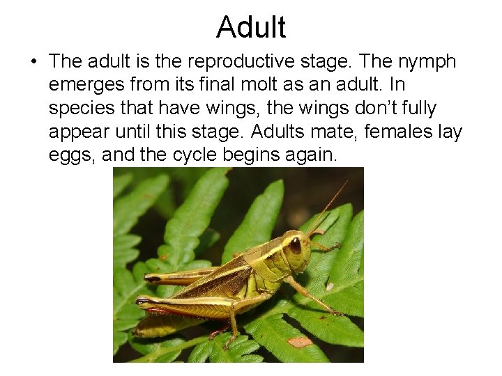 Adult • The adult is the reproductive stage. The nymph emerges from its final