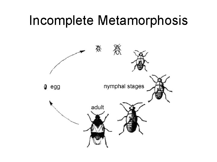 Incomplete Metamorphosis 