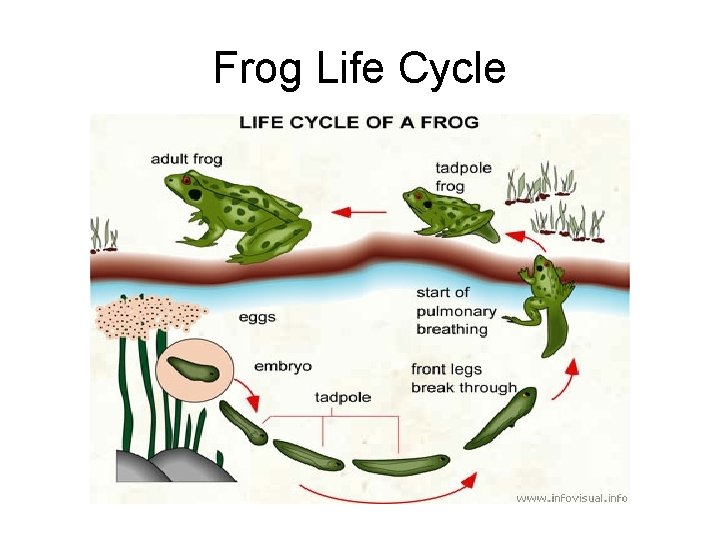 Frog Life Cycle Frog Life Cycle