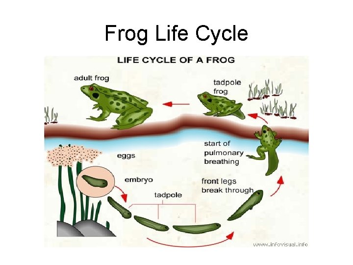 Frog Life Cycle 