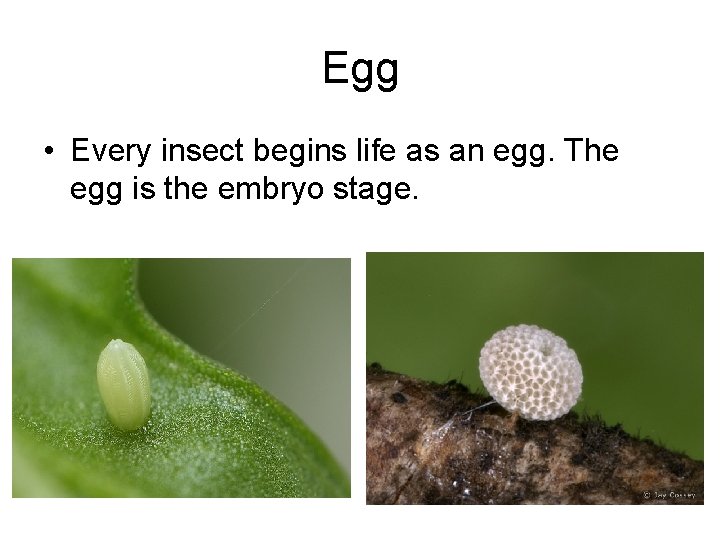 Egg • Every insect begins life as an egg. The egg is the embryo