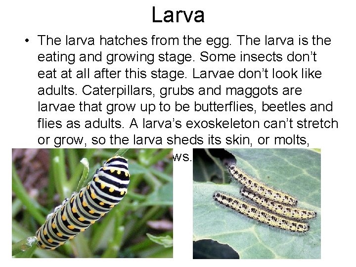 Larva • The larva hatches from the egg. The larva is the eating and