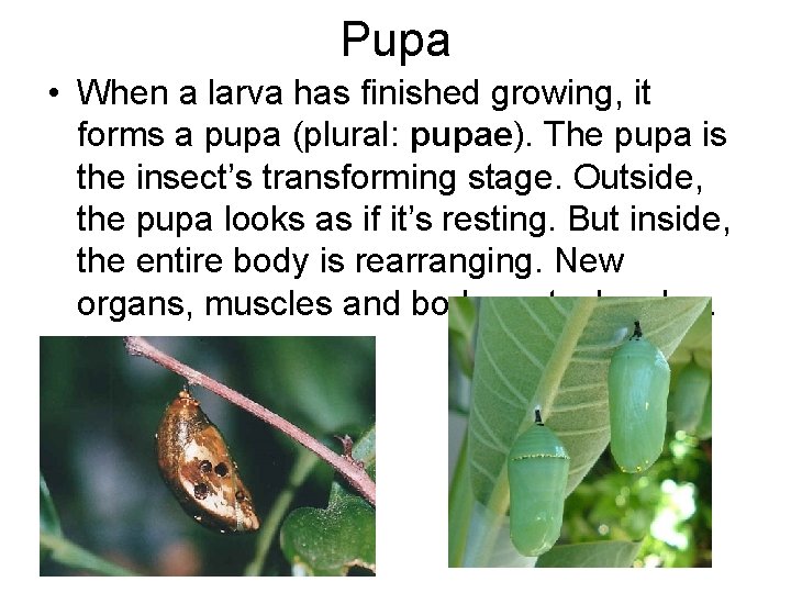 Pupa • When a larva has finished growing, it forms a pupa (plural: pupae). Pupa • When a larva has finished growing, it forms a pupa (plural: pupae).