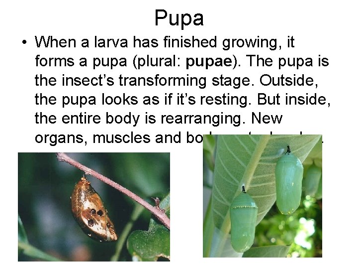 Pupa • When a larva has finished growing, it forms a pupa (plural: pupae).