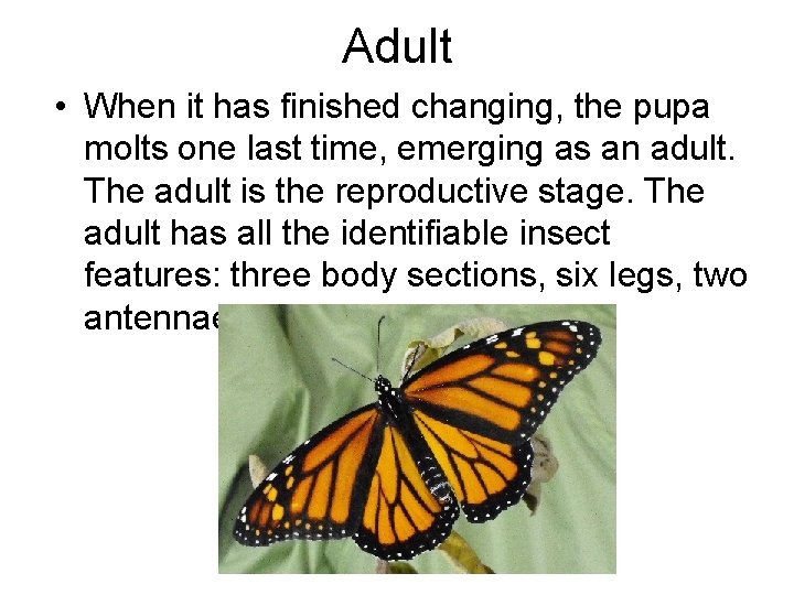 Adult • When it has finished changing, the pupa molts one last time, emerging