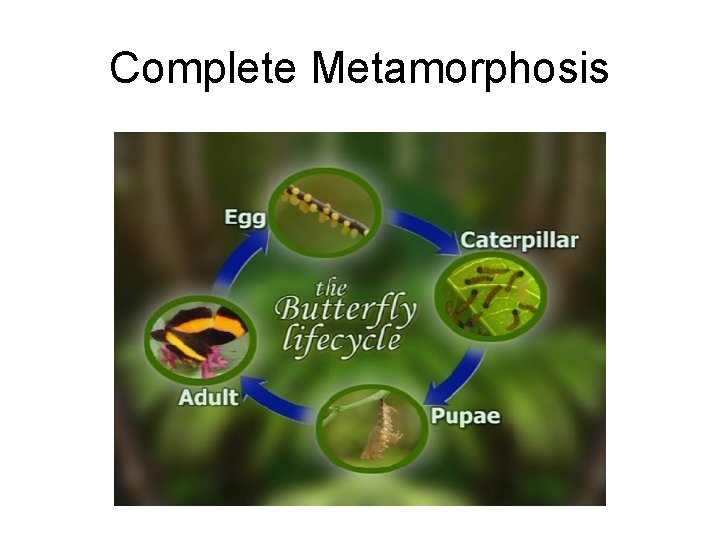 Complete Metamorphosis 