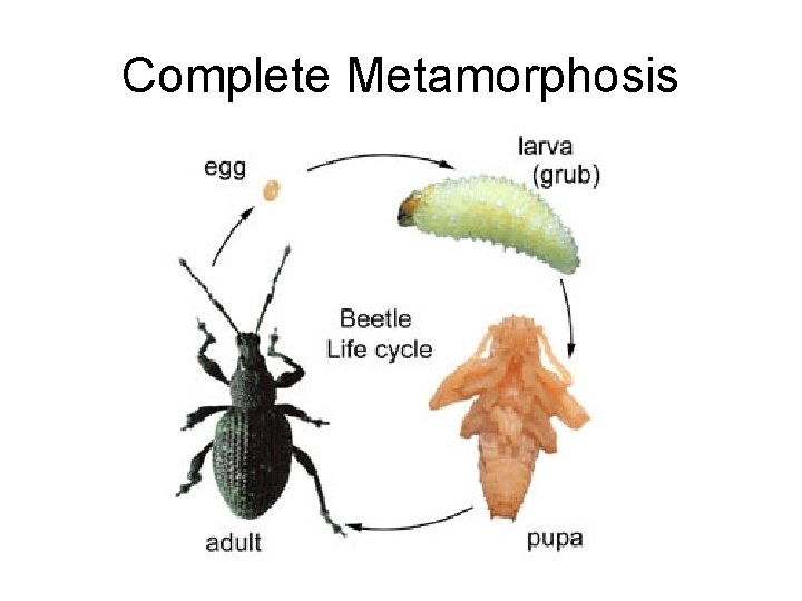 Complete Metamorphosis 