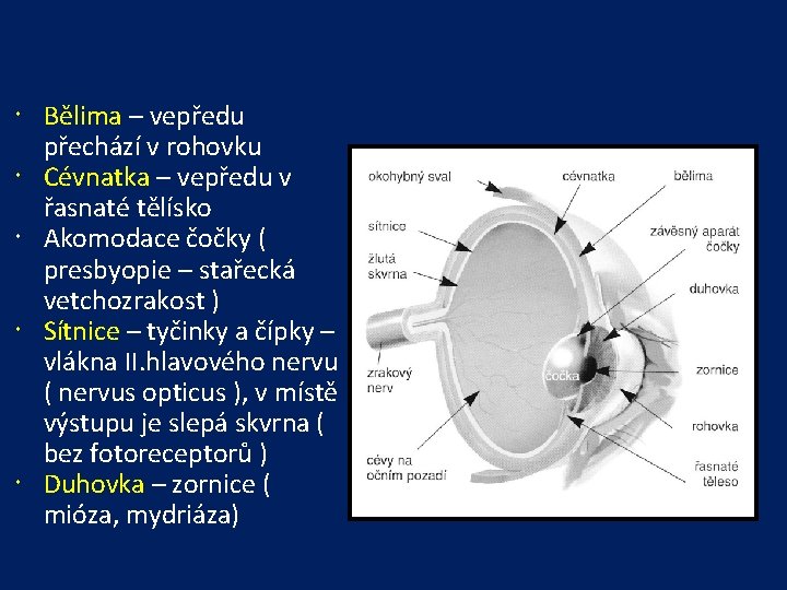  Bělima – vepředu přechází v rohovku Cévnatka – vepředu v řasnaté tělísko Akomodace