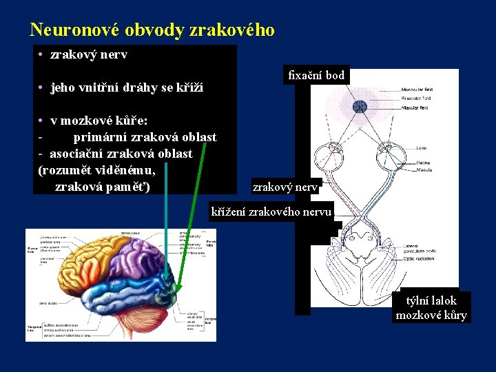 Neuronové obvody zrakového • systému zrakový nerv fixační bod • jeho vnitřní dráhy se