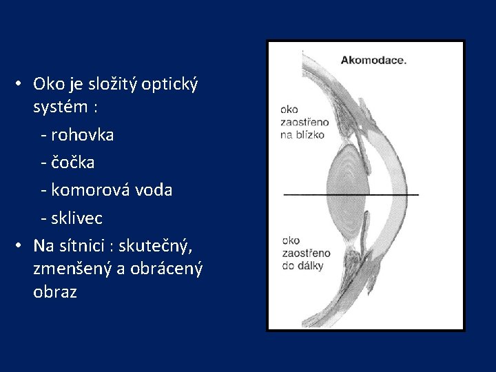  • Oko je složitý optický systém : - rohovka - čočka - komorová