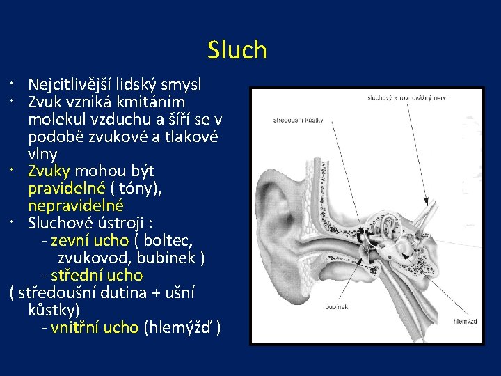 Sluch Nejcitlivější lidský smysl Zvuk vzniká kmitáním molekul vzduchu a šíří se v podobě