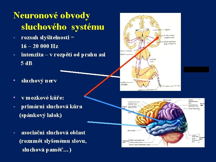 Neuronové obvody sluchového systému - rozsah slyšitelnosti = 16 – 20 000 Hz -