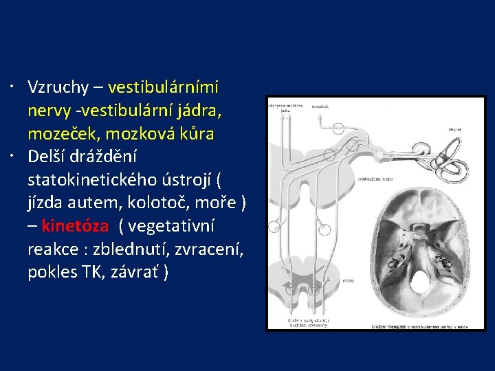  Vzruchy – vestibulárními nervy -vestibulární jádra, mozeček, mozková kůra Delší dráždění statokinetického ústrojí