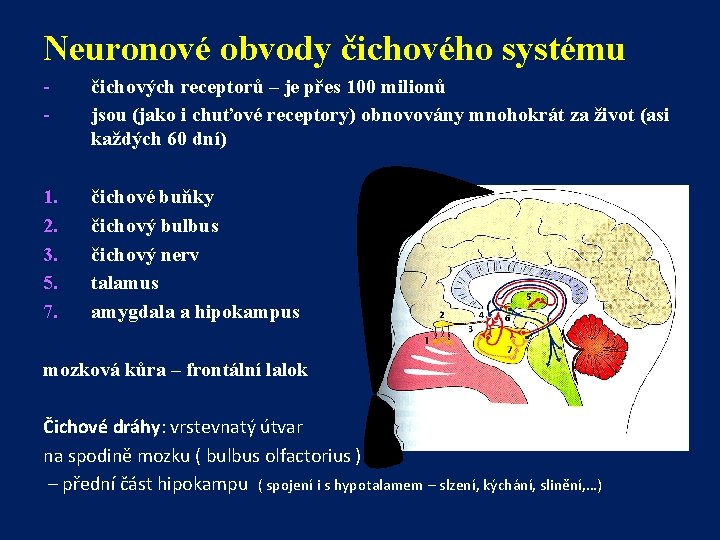 Neuronové obvody čichového systému - čichových receptorů – je přes 100 milionů jsou (jako