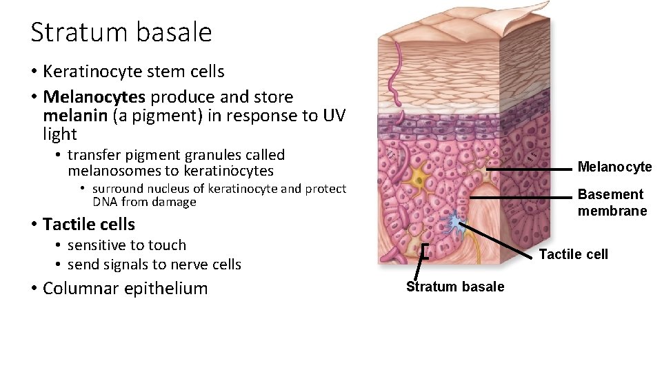 Stratum basale • Keratinocyte stem cells • Melanocytes produce and store melanin (a pigment)