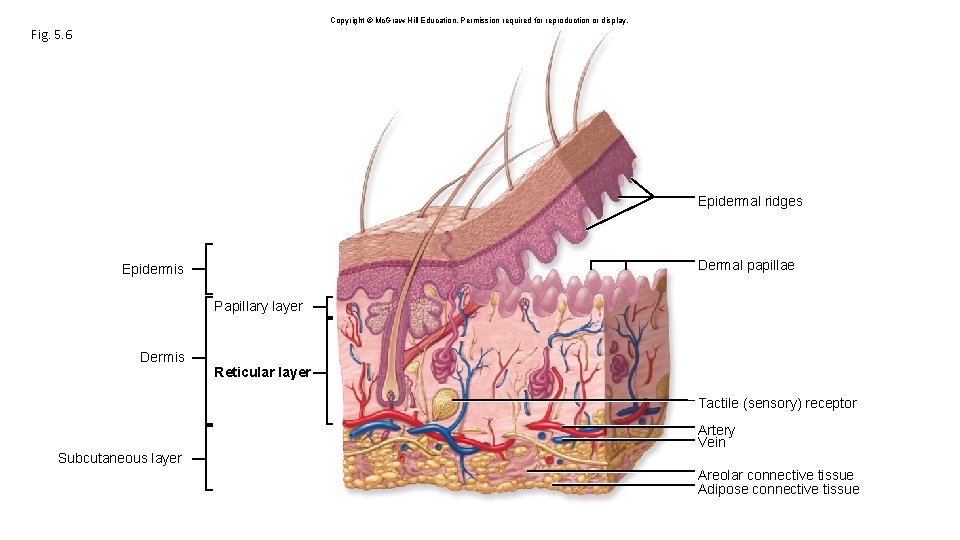 Copyright © Mc. Graw-Hill Education. Permission required for reproduction or display. Fig. 5. 6